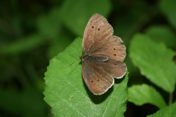 Tristan (Aphantopus hyperantus) &copy; Nicolas Macaire / LPO